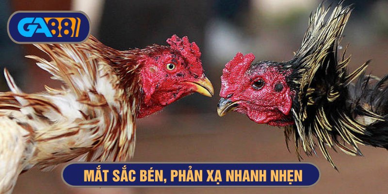cách nhận biết gà đá đòn hiểm