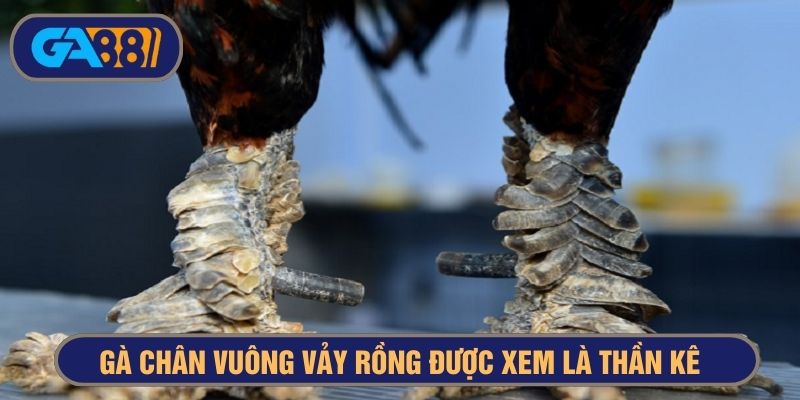 gà chân vuông vảy rồng