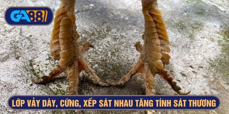 Phần chân gà chân vuông có lớp vảy dày