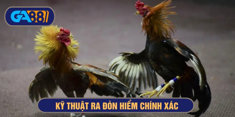 gà đá đòn hiểm kỹ thuật ra đòn
